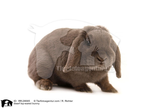 Zwergwidder / dwarf lop-eared bunny / RR-28685