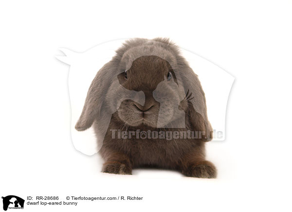 Zwergwidder / dwarf lop-eared bunny / RR-28686