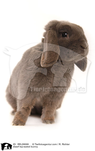 Zwergwidder / dwarf lop-eared bunny / RR-28688