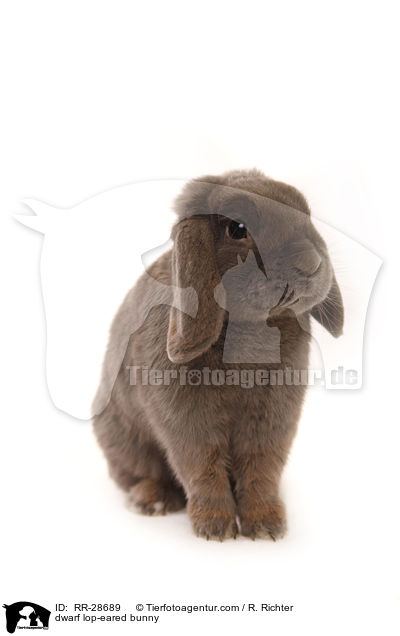 dwarf lop-eared bunny / RR-28689