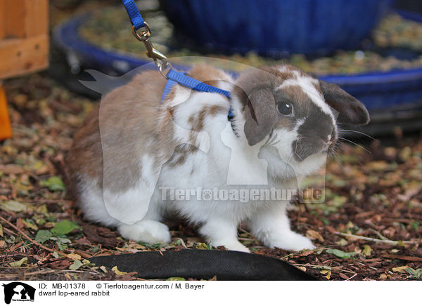 dwarf lop-eared rabbit / MB-01378