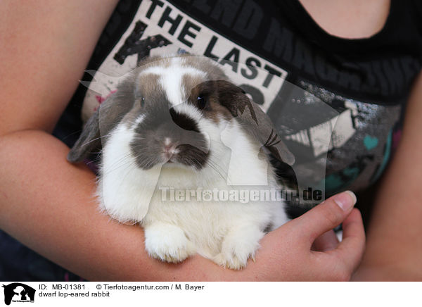 dwarf lop-eared rabbit / MB-01381