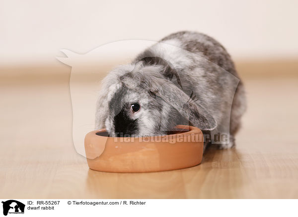 Zwergkaninchen / dwarf rabbit / RR-55267