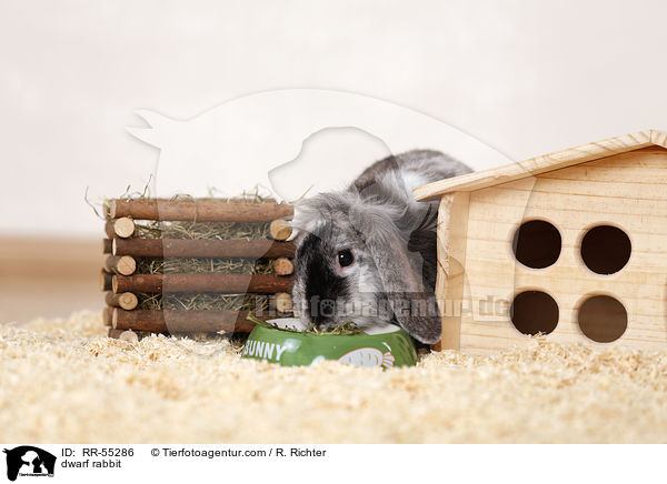 Zwergkaninchen / dwarf rabbit / RR-55286