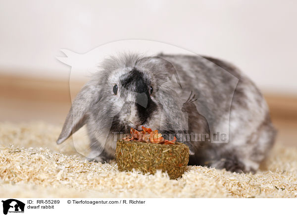 Zwergkaninchen / dwarf rabbit / RR-55289