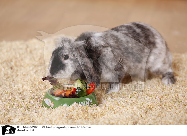 Zwergkaninchen / dwarf rabbit / RR-55292