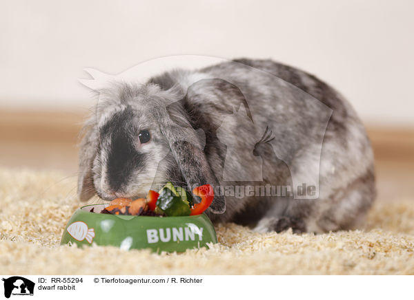 Zwergkaninchen / dwarf rabbit / RR-55294