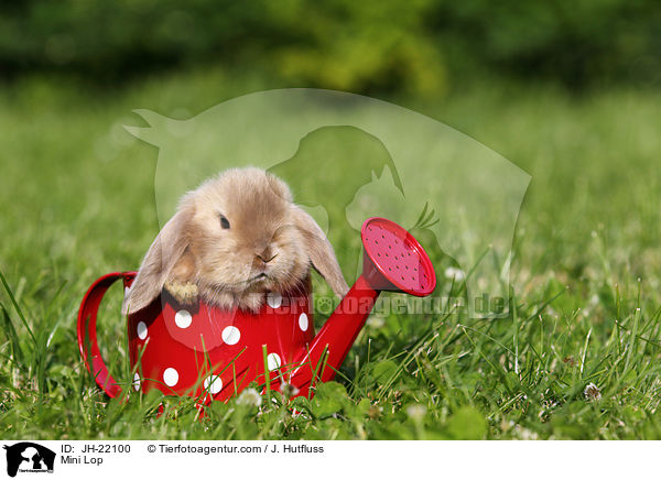 Zwergwidder / Mini Lop / JH-22100