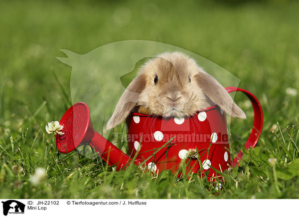 Zwergwidder / Mini Lop / JH-22102