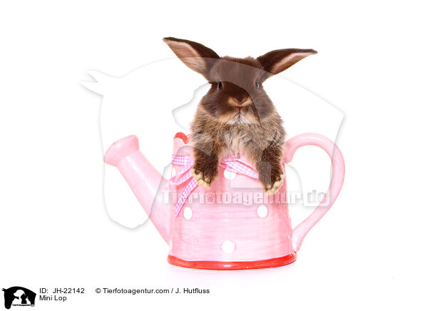 Zwergwidder / Mini Lop / JH-22142