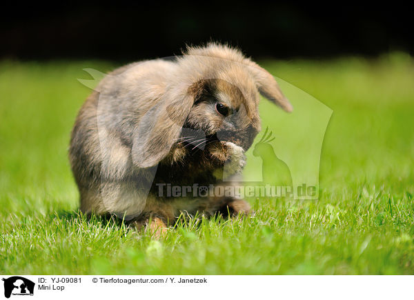 Zwergwidder / Mini Lop / YJ-09081