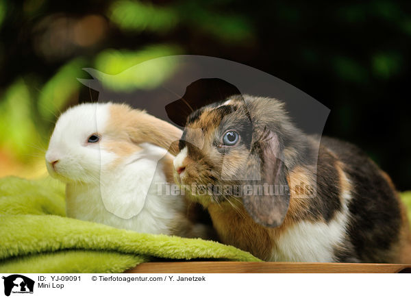 Mini Lop / YJ-09091