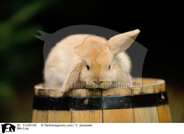 Zwergwidder / Mini Lop / YJ-09106
