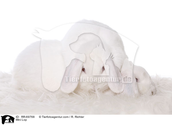 Zwergwidder / Mini Lop / RR-69768