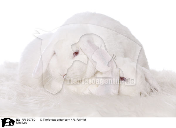 Zwergwidder / Mini Lop / RR-69769