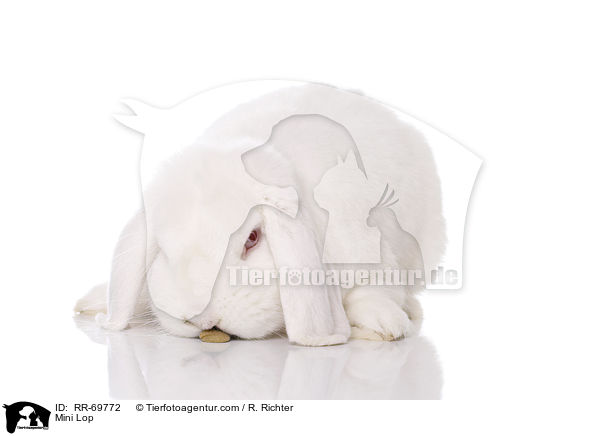 Zwergwidder / Mini Lop / RR-69772