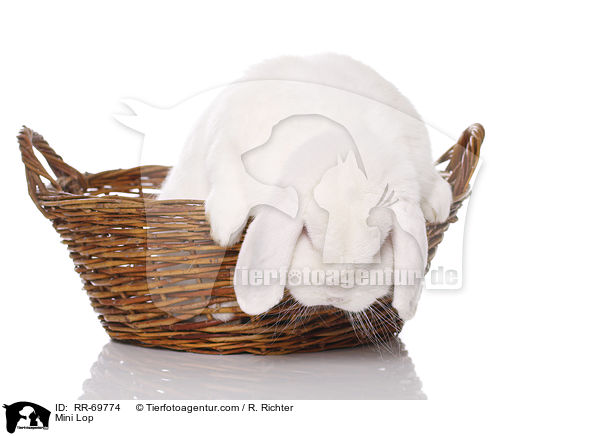 Zwergwidder / Mini Lop / RR-69774
