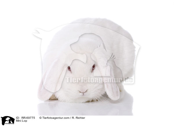 Zwergwidder / Mini Lop / RR-69775