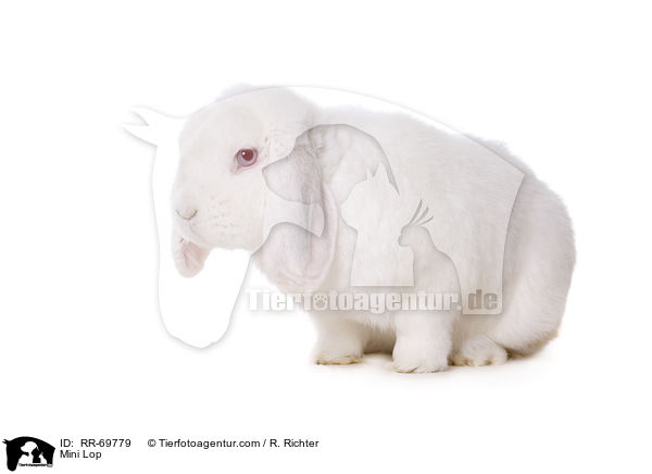 Zwergwidder / Mini Lop / RR-69779