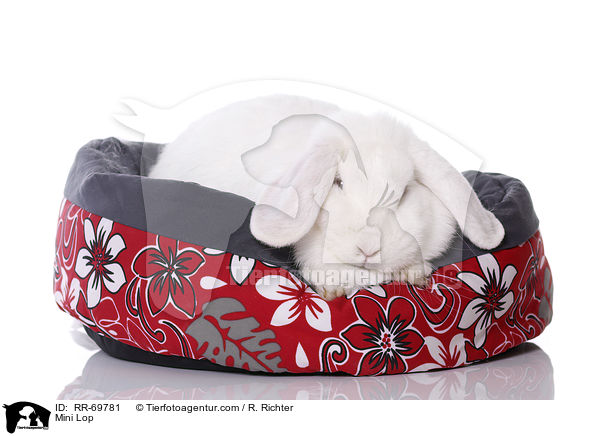 Zwergwidder / Mini Lop / RR-69781