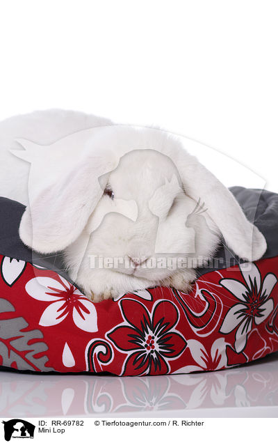 Zwergwidder / Mini Lop / RR-69782