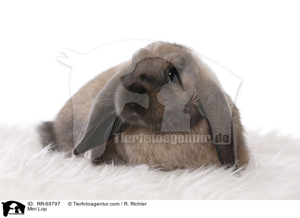 Zwergwidder / Mini Lop / RR-69797