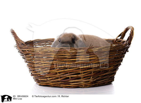 Zwergwidder / Mini Lop / RR-69804