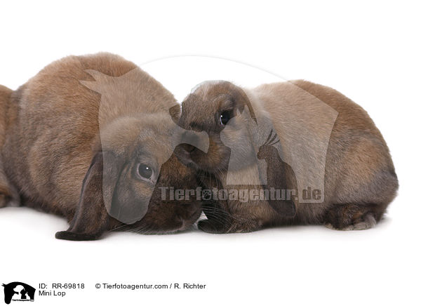 Mini Lop / RR-69818