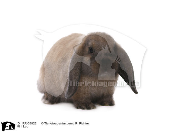 Mini Lop / RR-69822