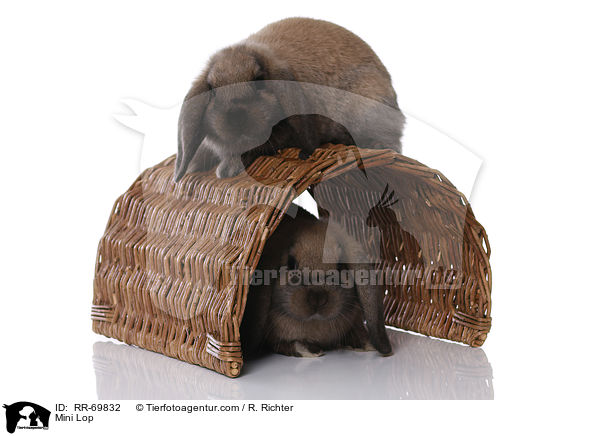 Zwergwidder / Mini Lop / RR-69832