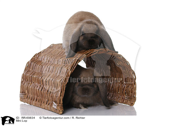 Zwergwidder / Mini Lop / RR-69834