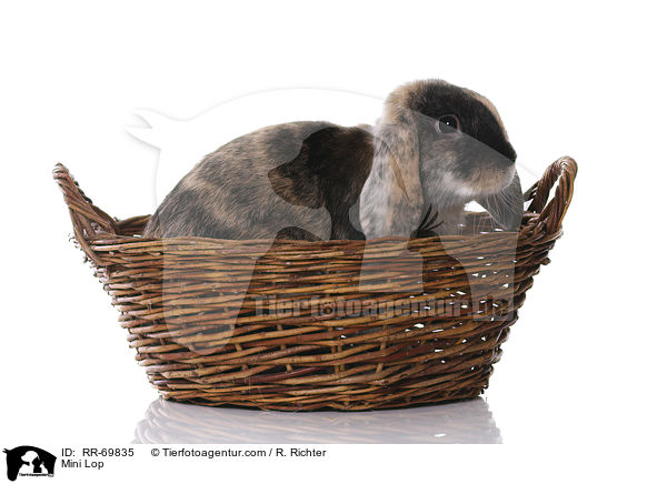 Zwergwidder / Mini Lop / RR-69835