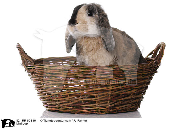 Zwergwidder / Mini Lop / RR-69836