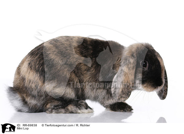 Zwergwidder / Mini Lop / RR-69838
