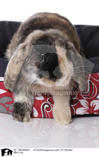 Mini Lop / RR-69854