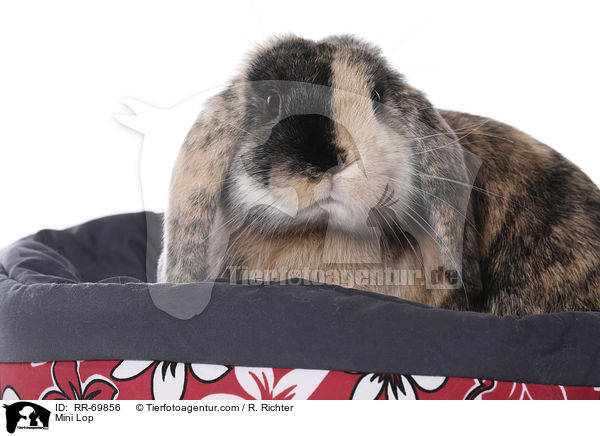 Zwergwidder / Mini Lop / RR-69856