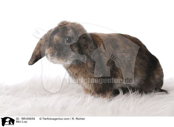 Zwergwidder / Mini Lop / RR-69858