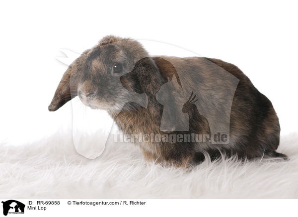 Mini Lop / RR-69858