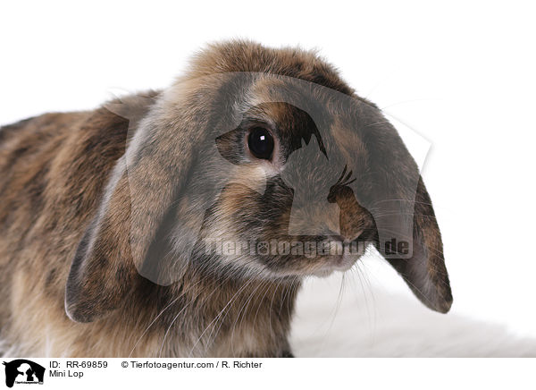 Zwergwidder / Mini Lop / RR-69859