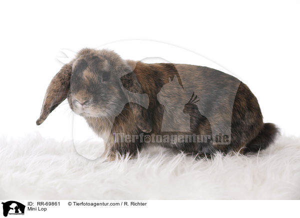 Zwergwidder / Mini Lop / RR-69861