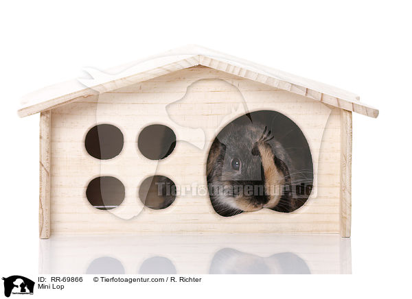 Zwergwidder / Mini Lop / RR-69866