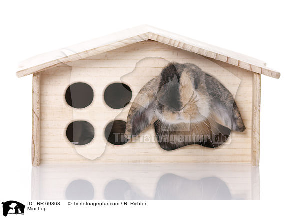 Zwergwidder / Mini Lop / RR-69868