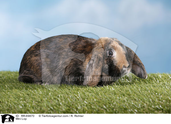 Zwergwidder / Mini Lop / RR-69870