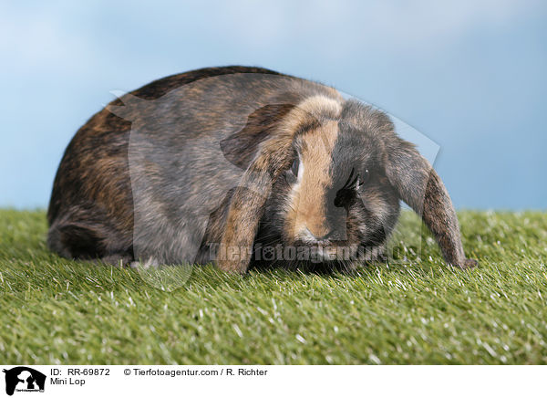 Zwergwidder / Mini Lop / RR-69872