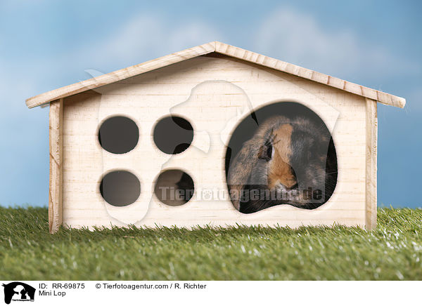 Zwergwidder / Mini Lop / RR-69875