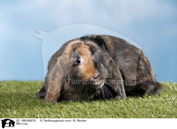 Zwergwidder / Mini Lop / RR-69876