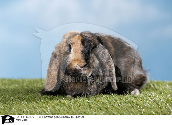 Zwergwidder / Mini Lop / RR-69877