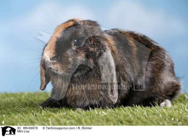 Zwergwidder / Mini Lop / RR-69878