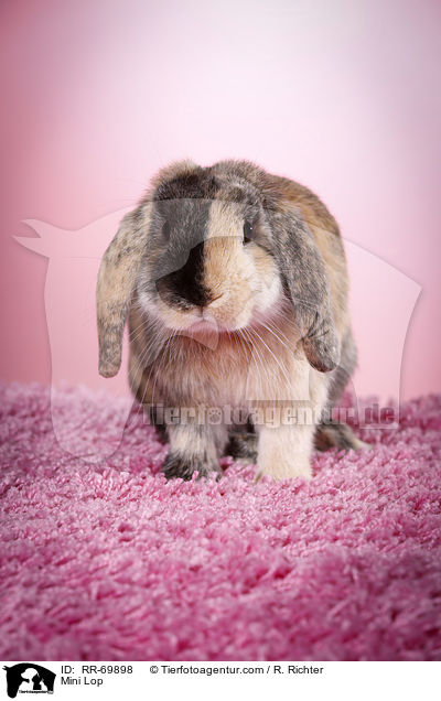 Zwergwidder / Mini Lop / RR-69898
