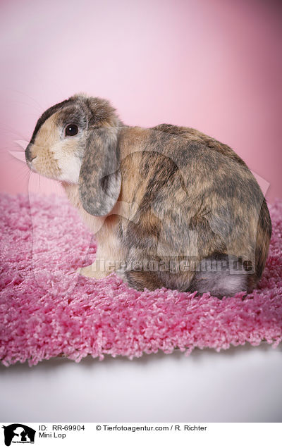 Zwergwidder / Mini Lop / RR-69904